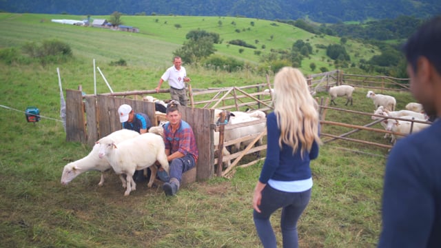 Sheep Milking – Poland