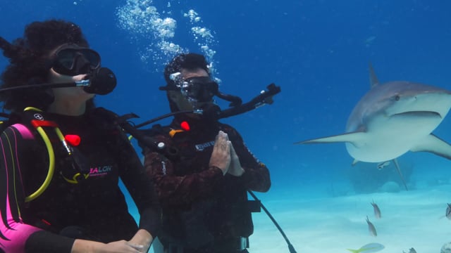 Extreme Shark Dive Bahamas