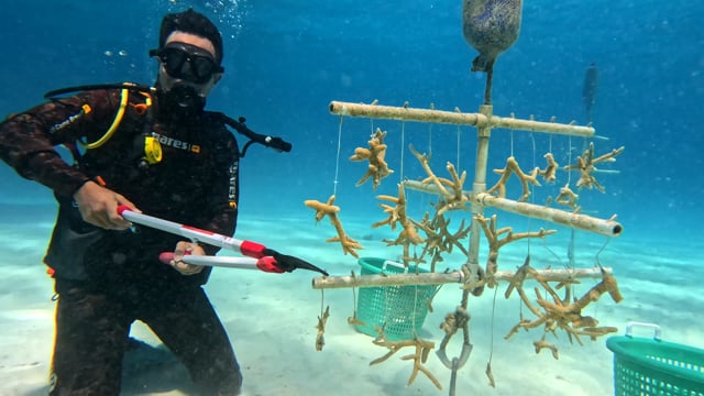 Coral Planting – Bahamas